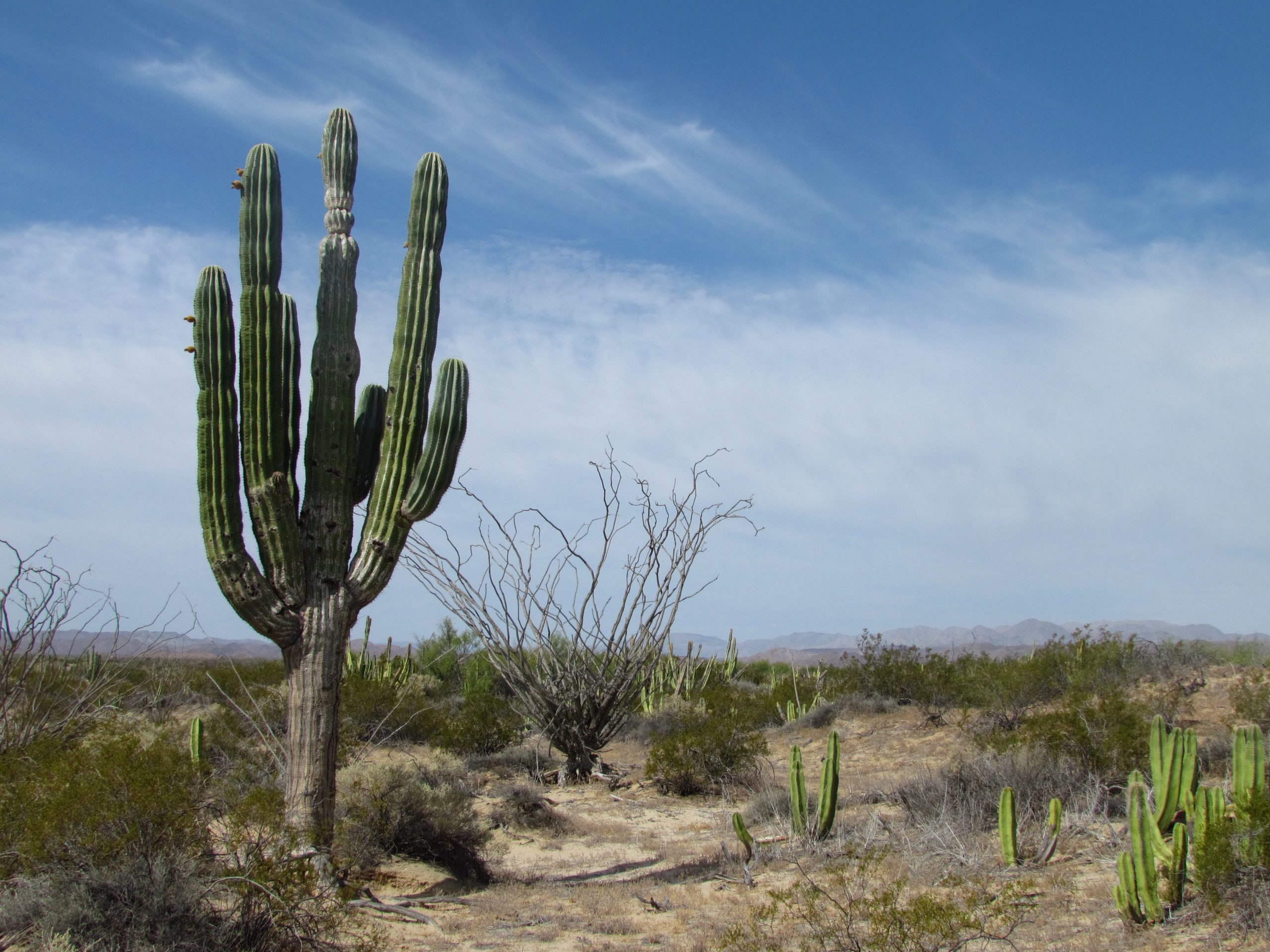 mexican desert plants