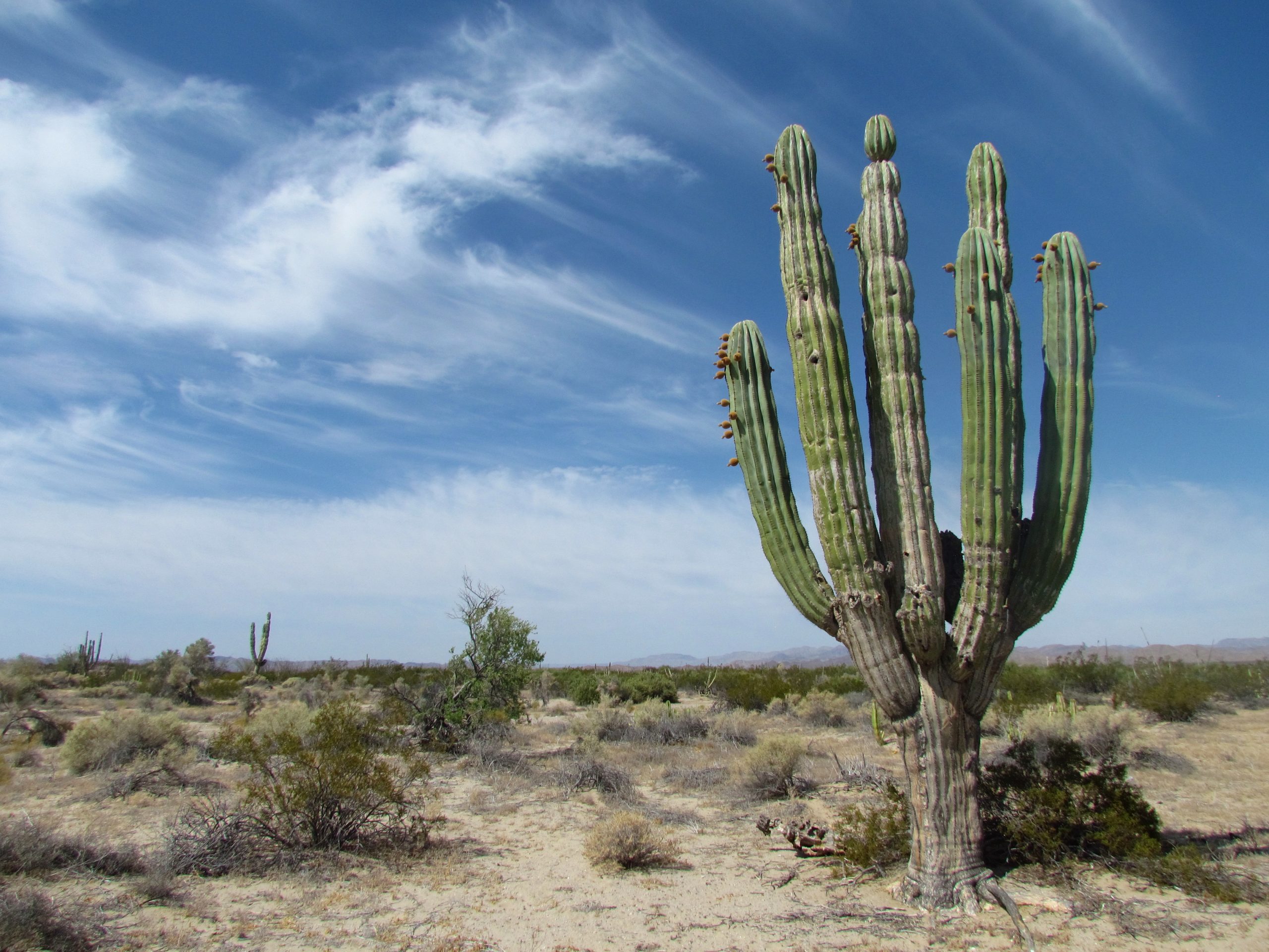 mexican desert plants