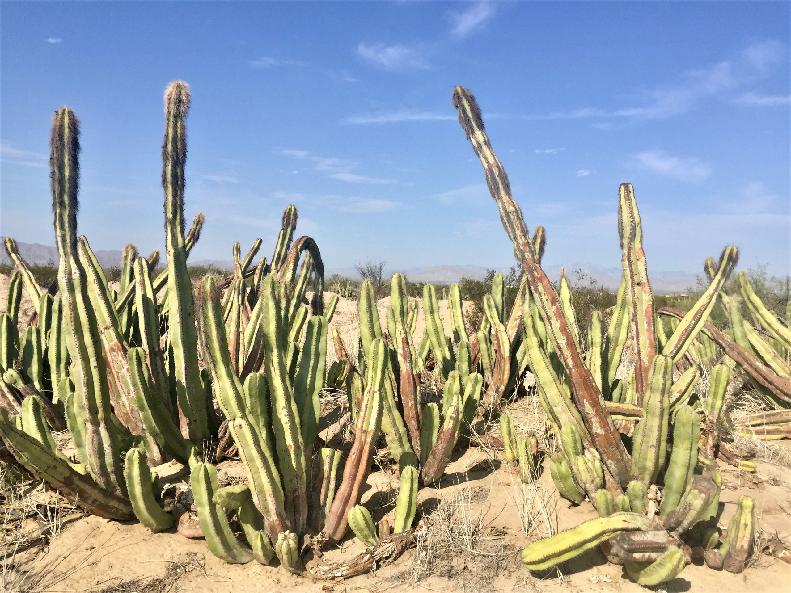 mexican desert plants