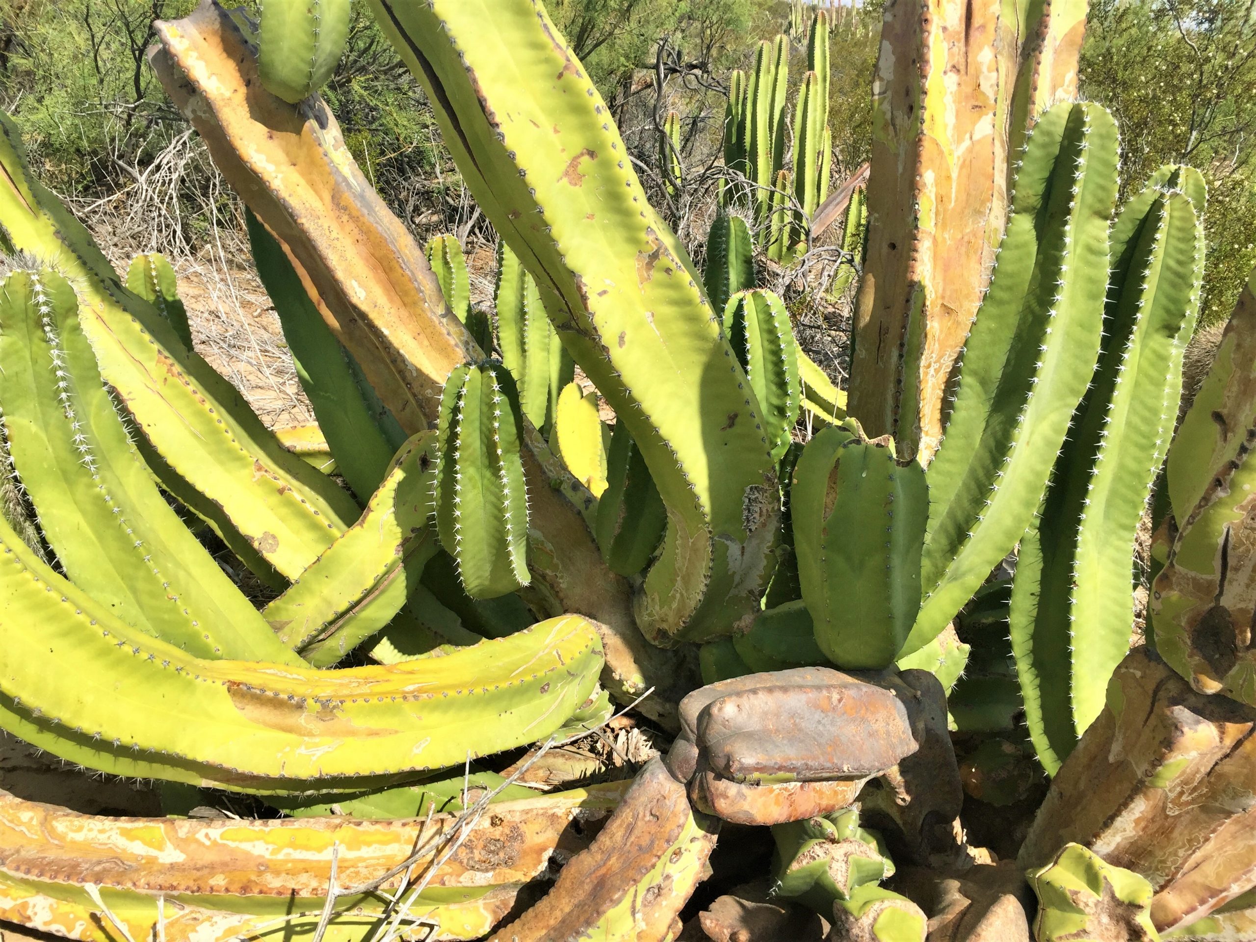 mexican desert plants