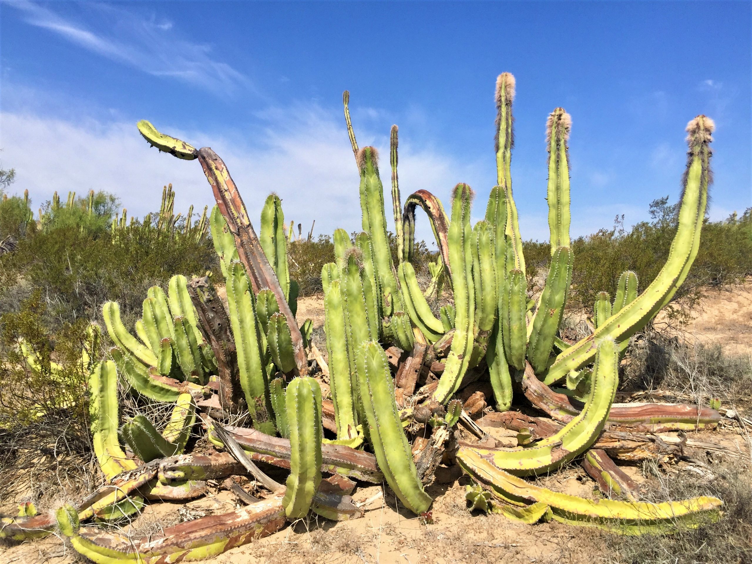 mexican desert plants