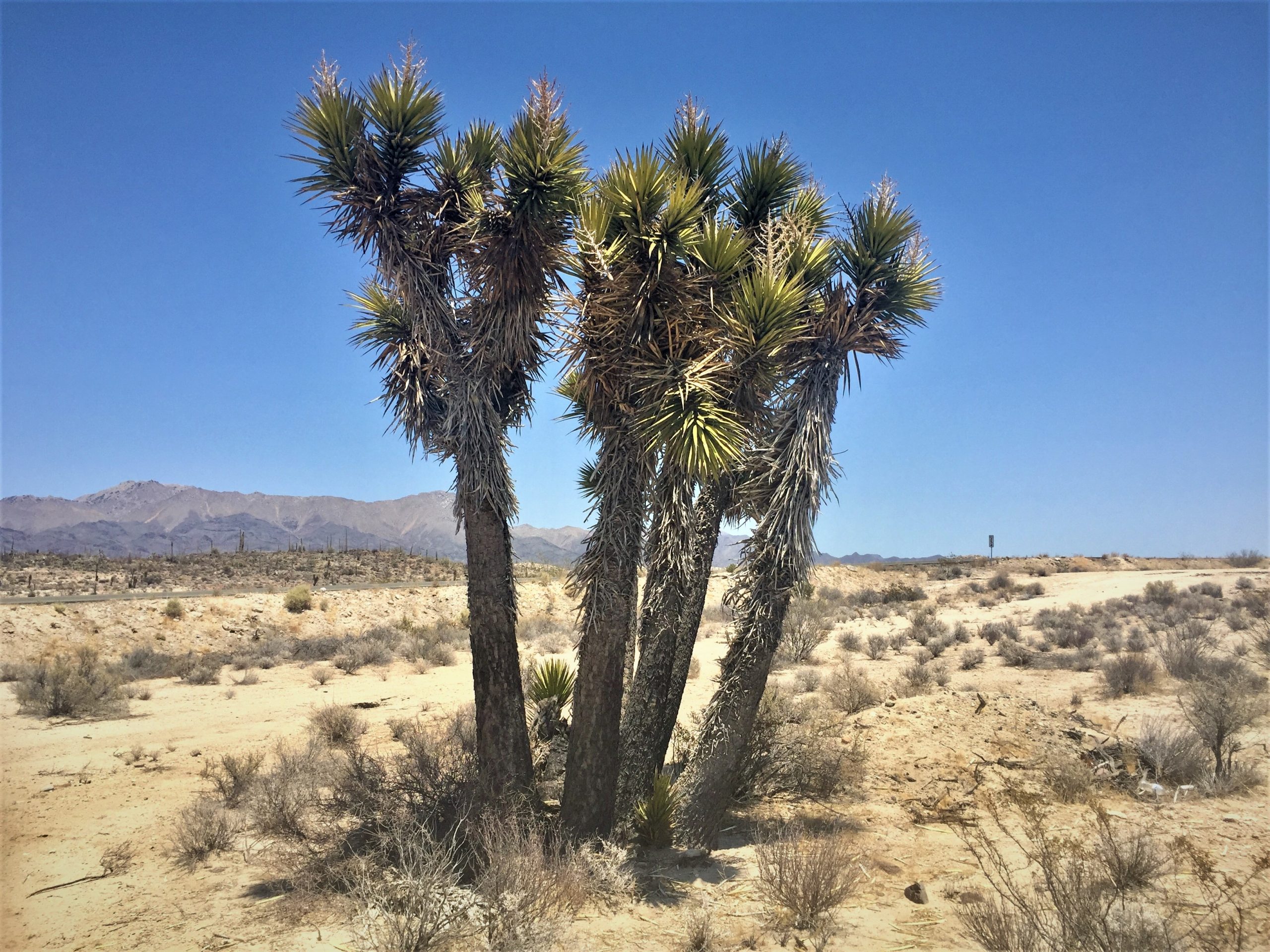 mexican desert plants