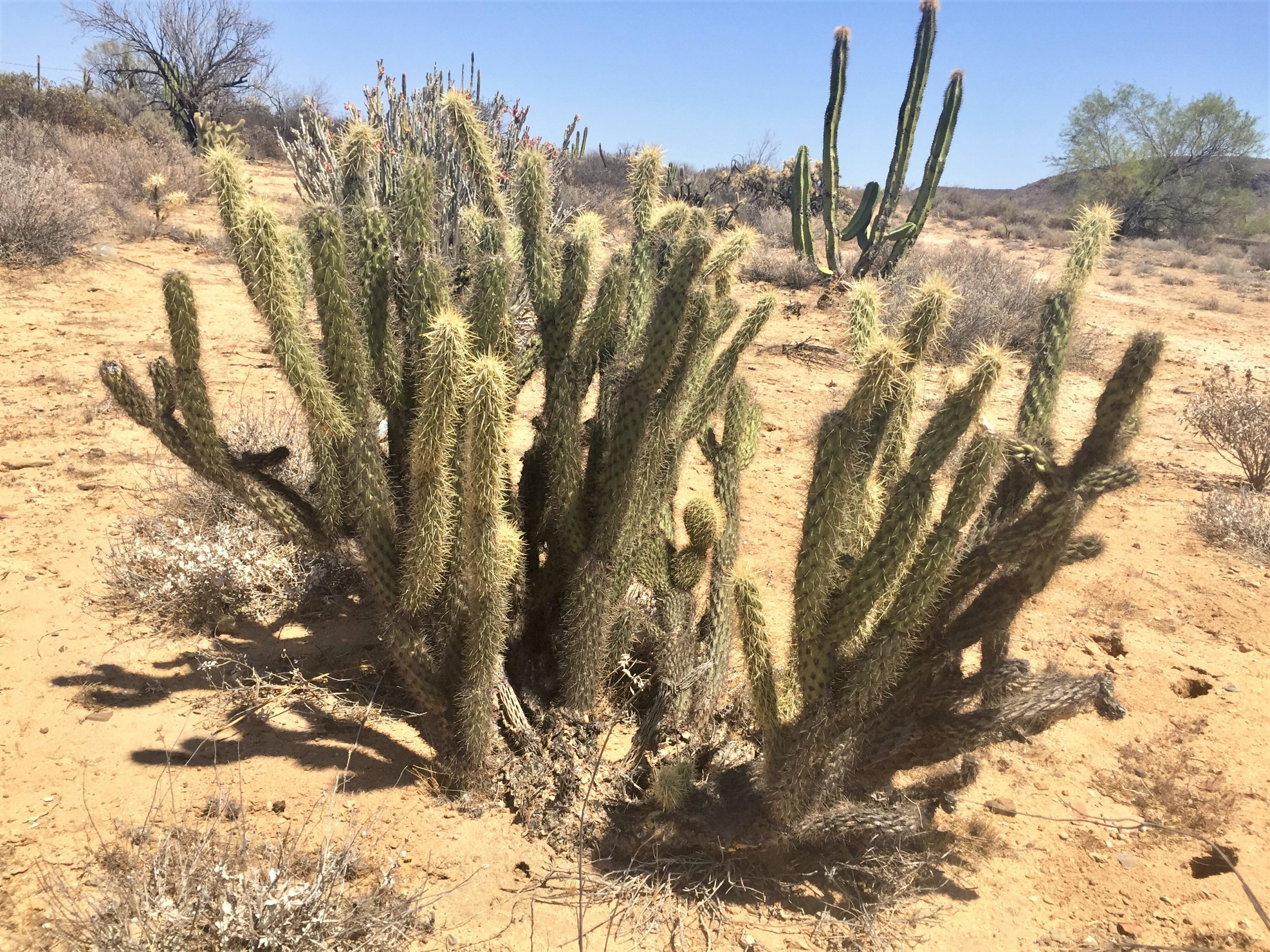 mexican desert plants