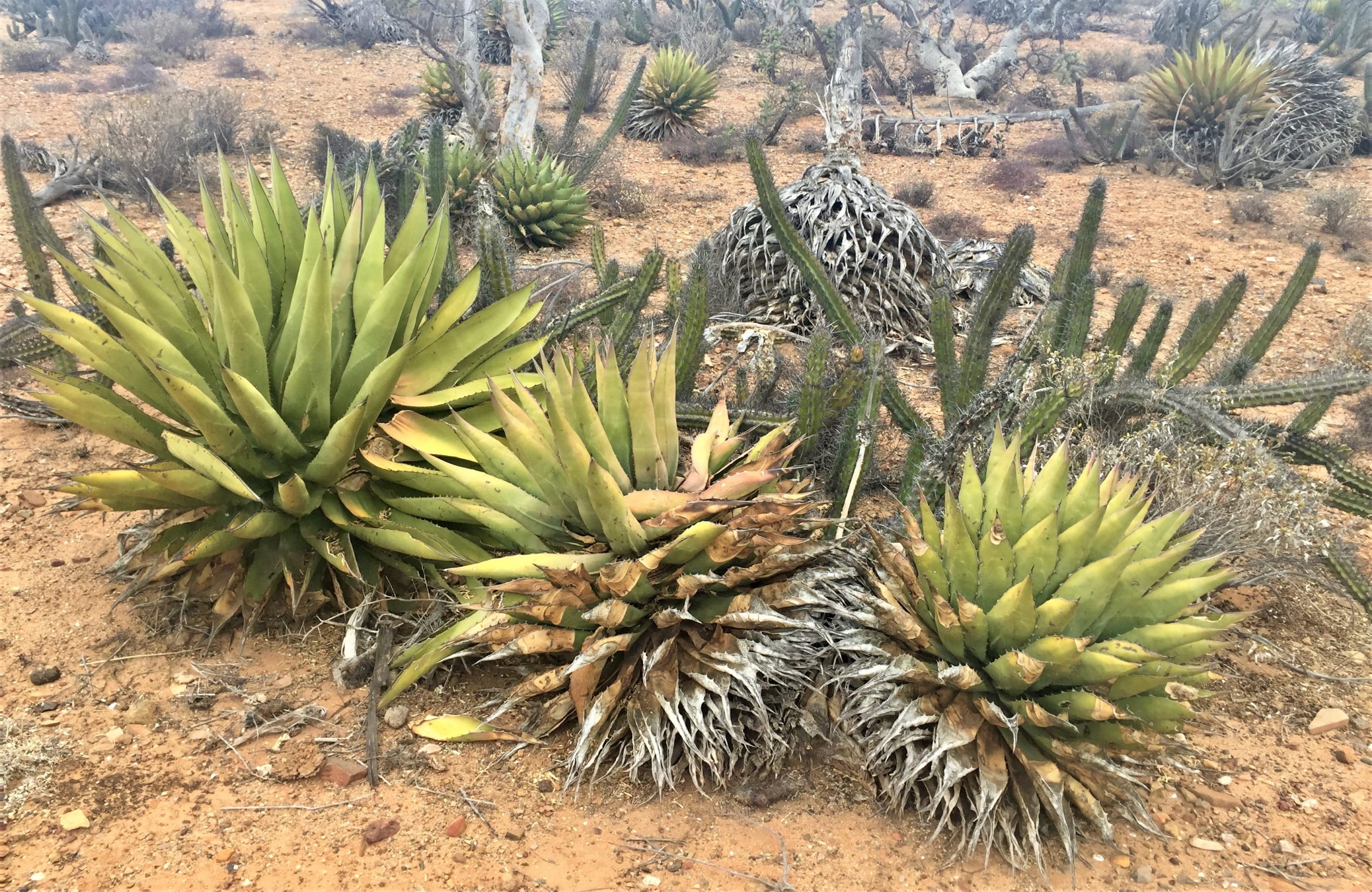 mexican desert plants