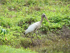 wood stork bird