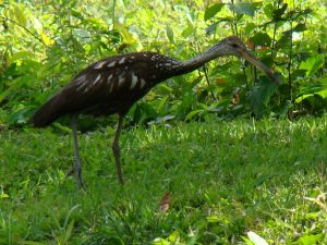 Limpkin bird