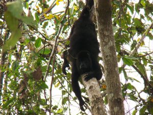 black howler monkey in a tree, Belize