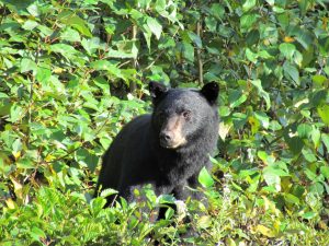 black bear in Canada