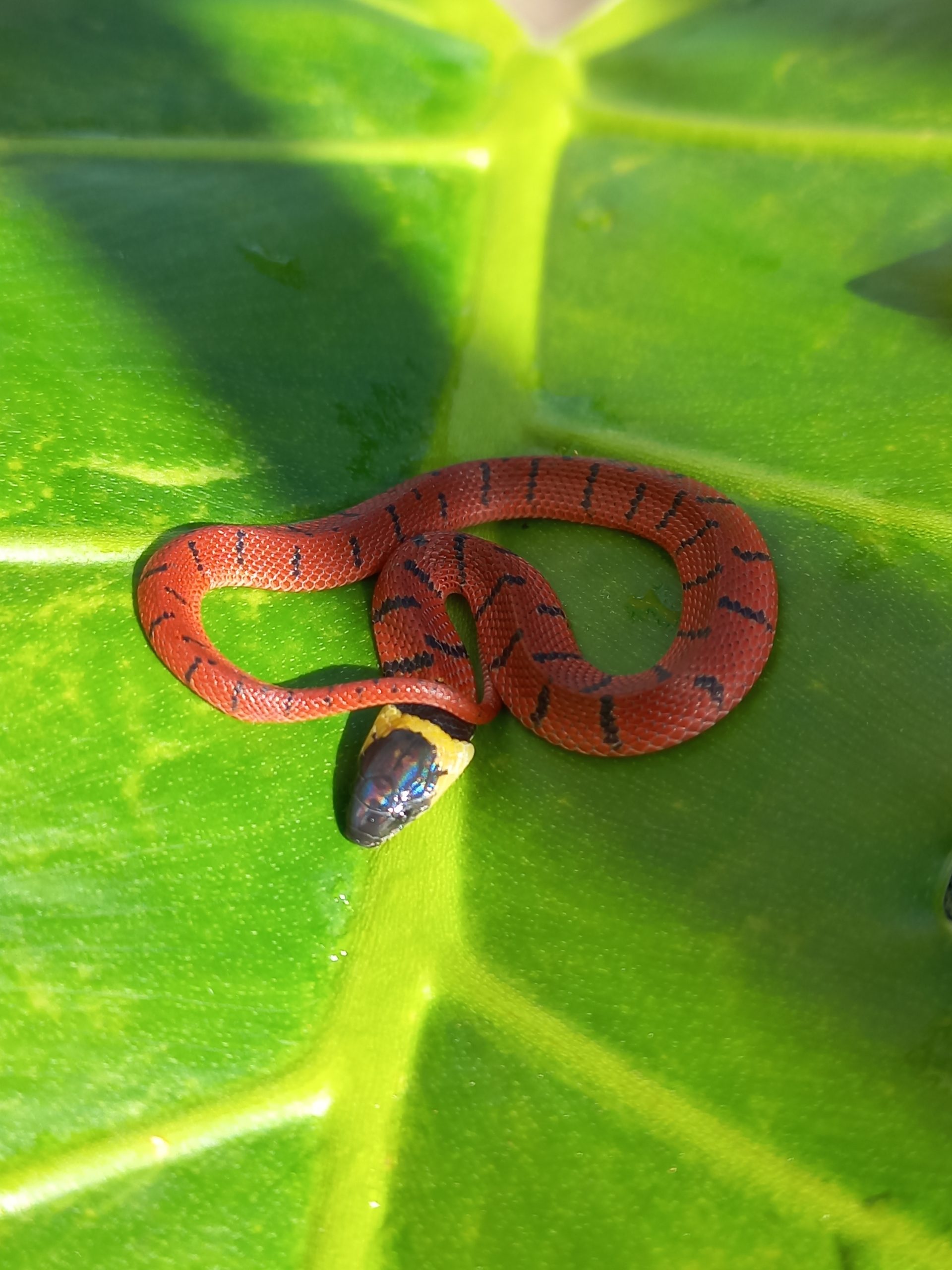 Red Coffee Snake