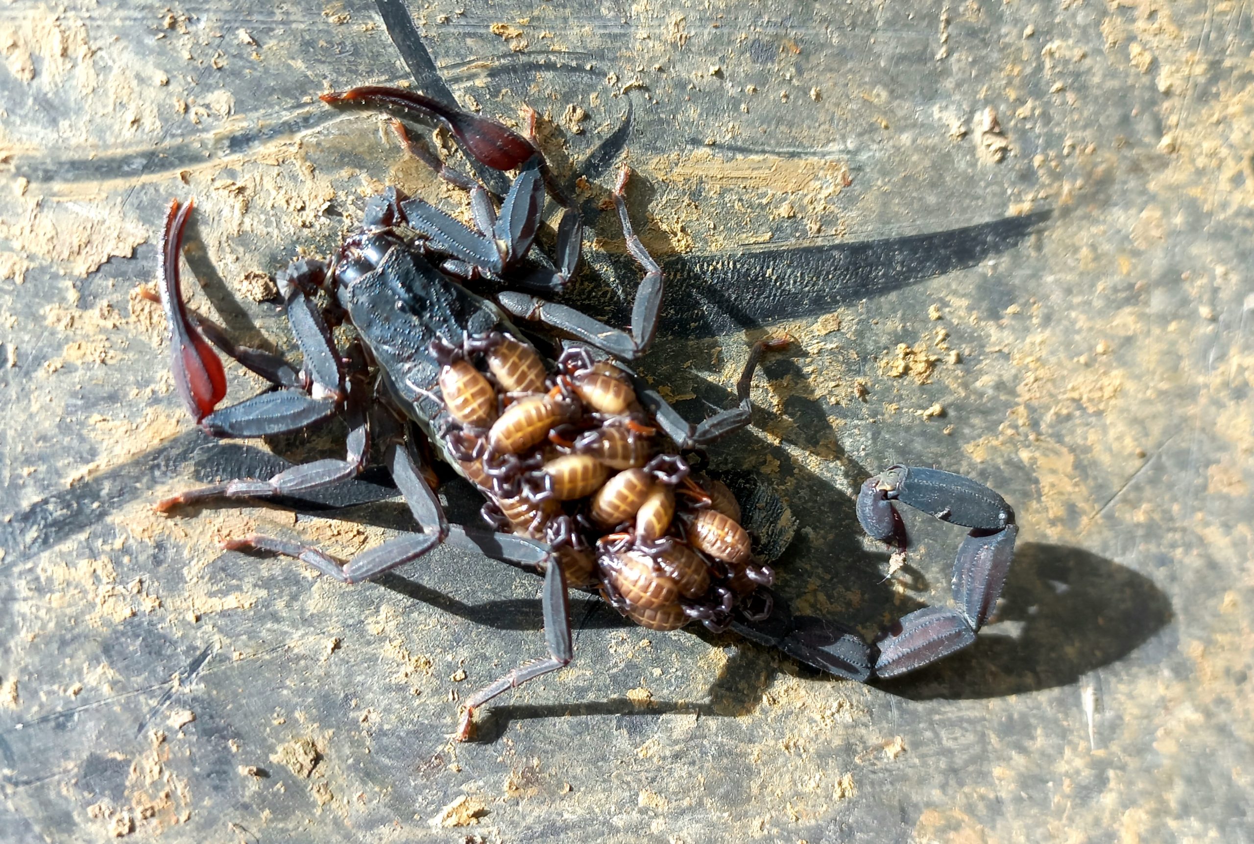 Central American Bark Scorpion Safari Arie