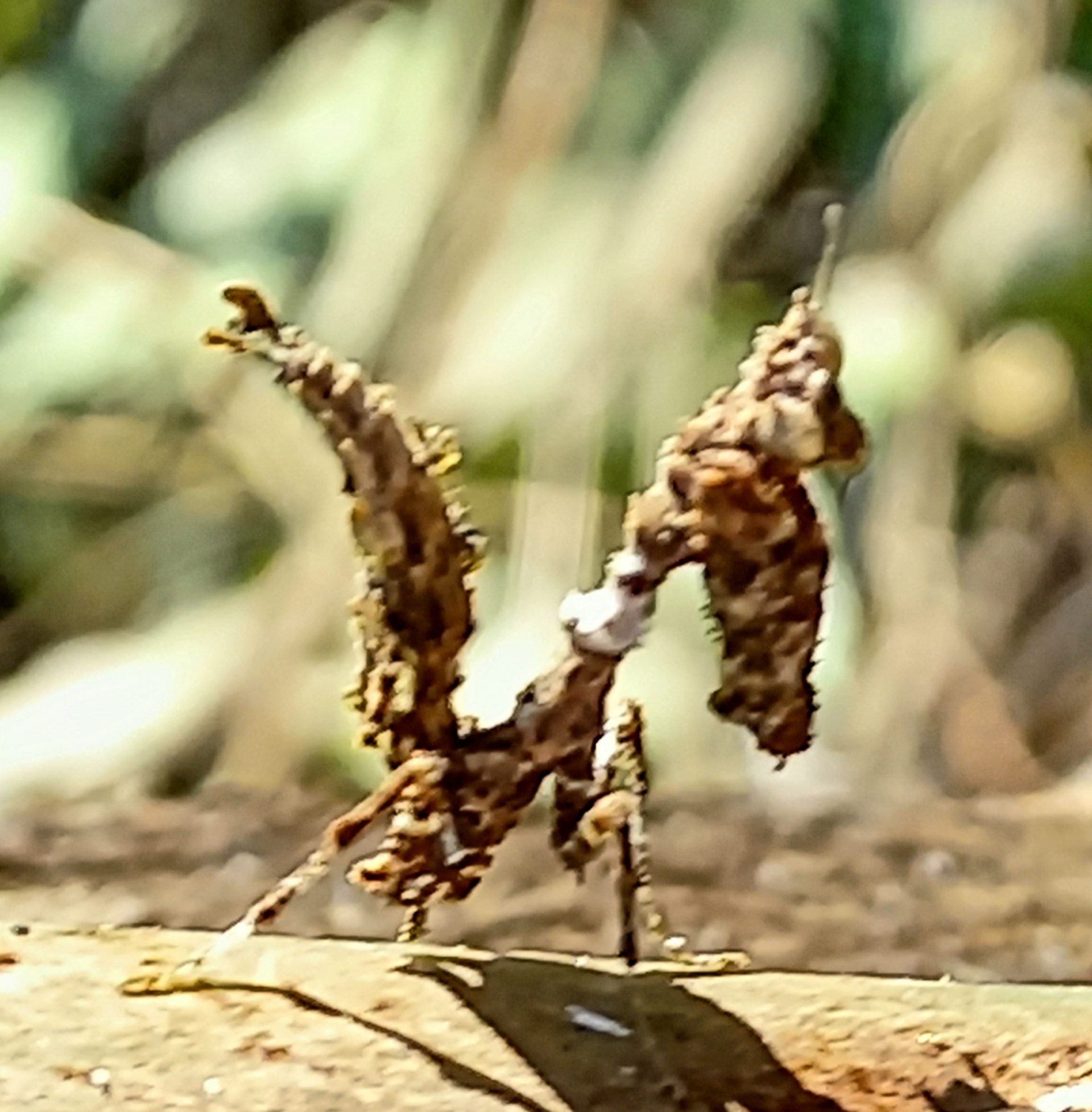 Dead Leaf Praying Mantis