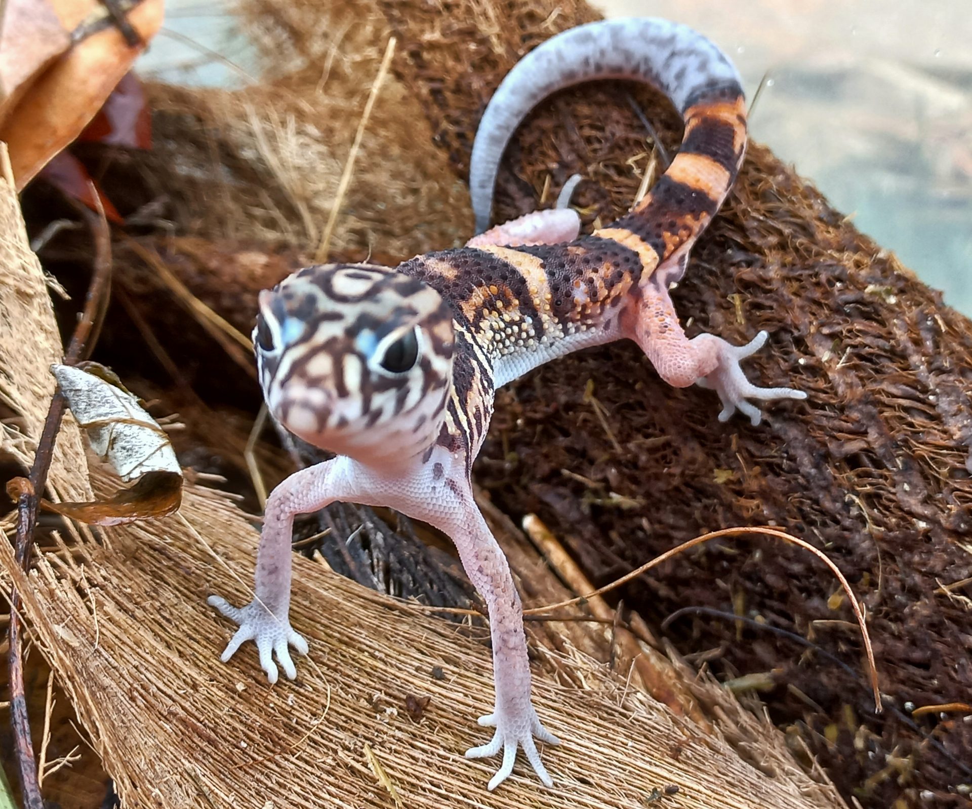 Yucatan Banded Gecko