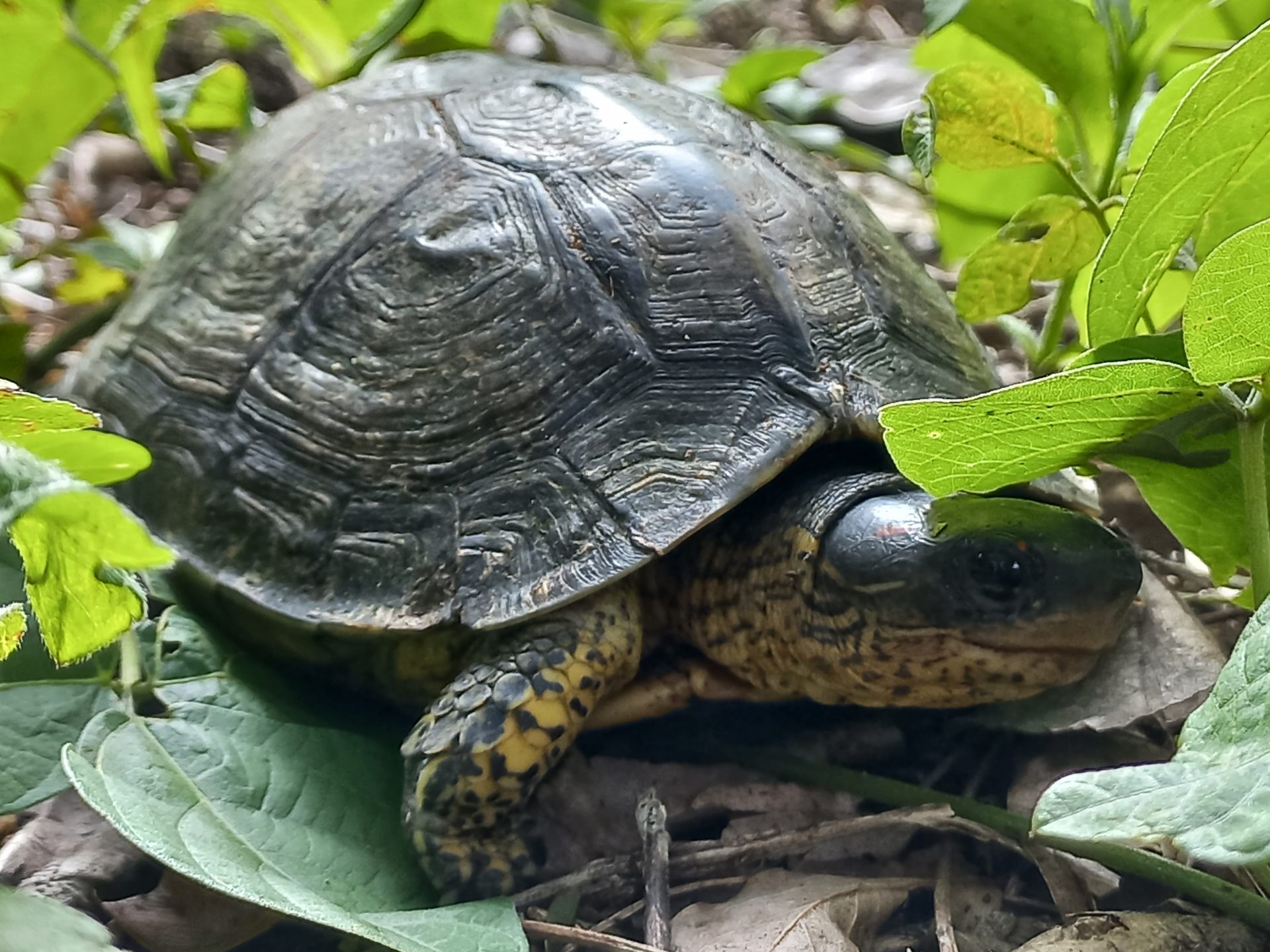 Central American Wood Turtle