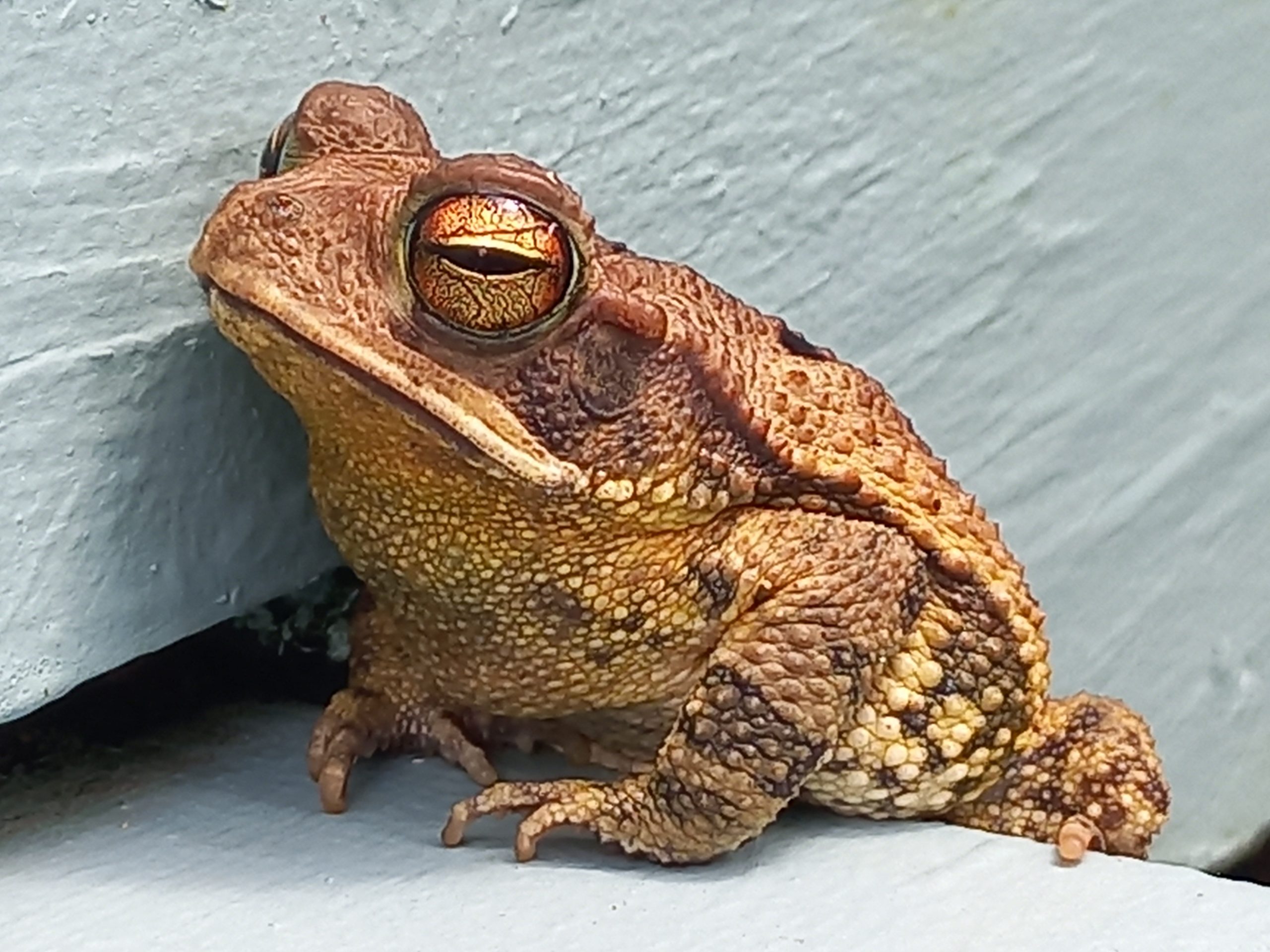 Danger Lurks! The Deadly Secret Of The Gulf Coast Toad - 4sxuuhd