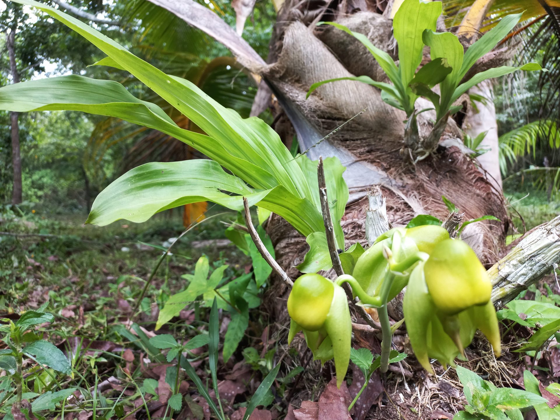 Catasetum integerrimum – orchid
