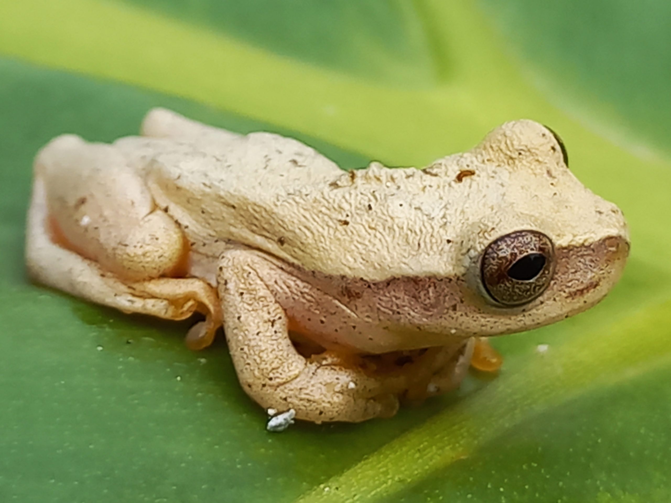 Yellow Tree Frog - Safari Arie