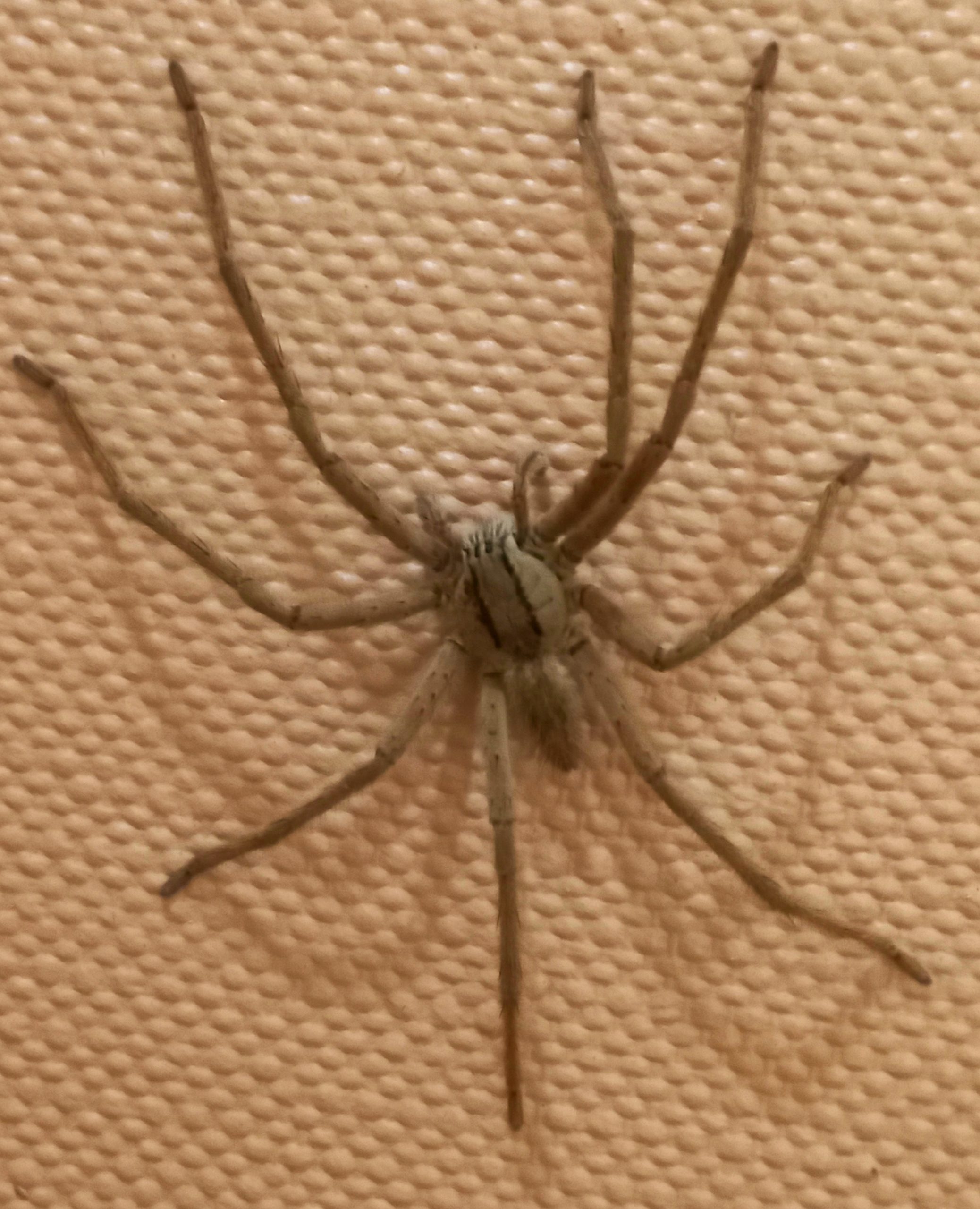 Huntsman Spider - Safari Arie