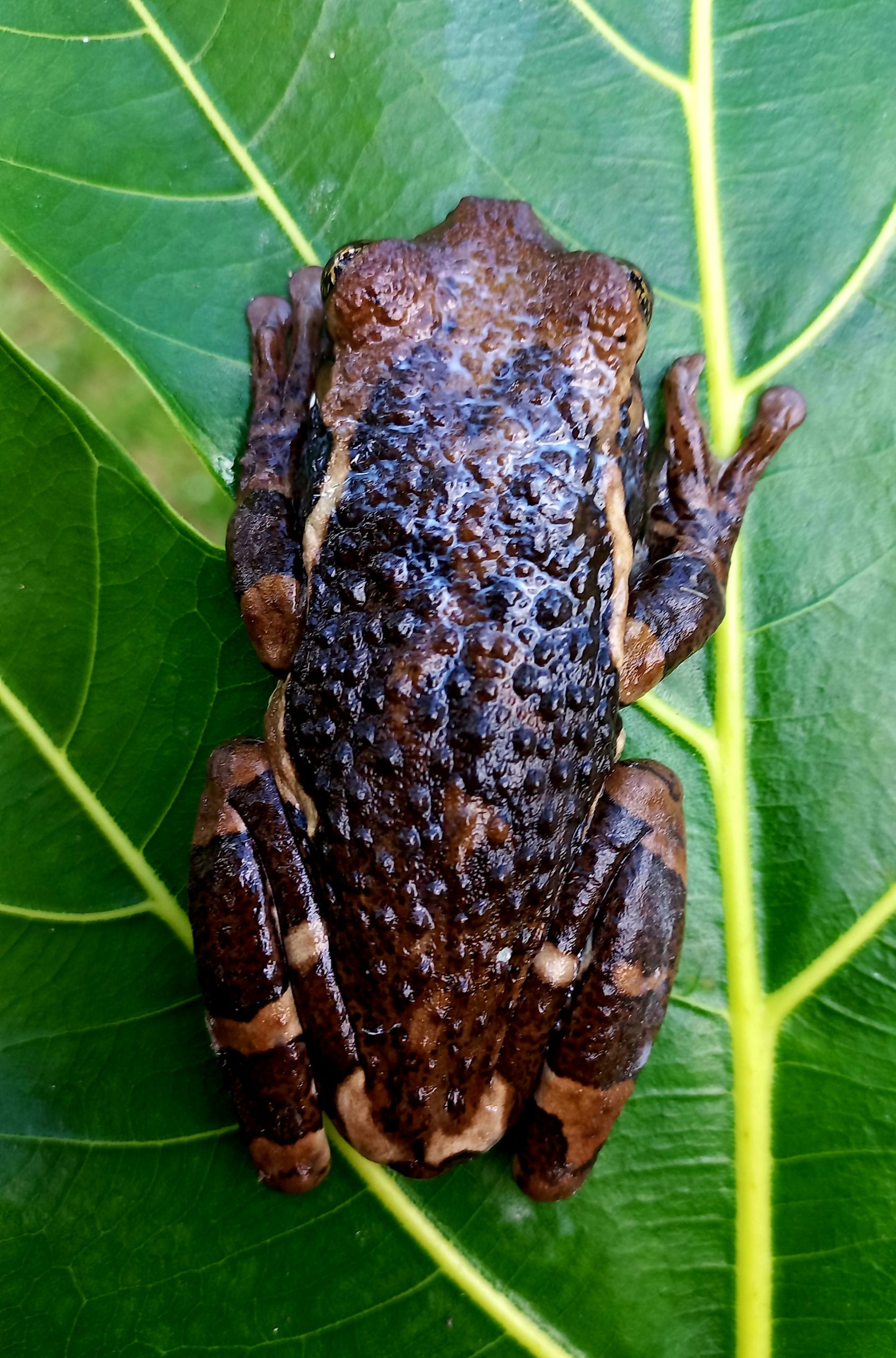 Pepper Tree Frog - Safari Arie