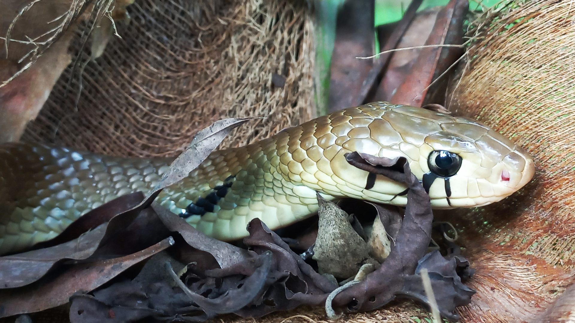 Central American Cribo or Indigo Snake