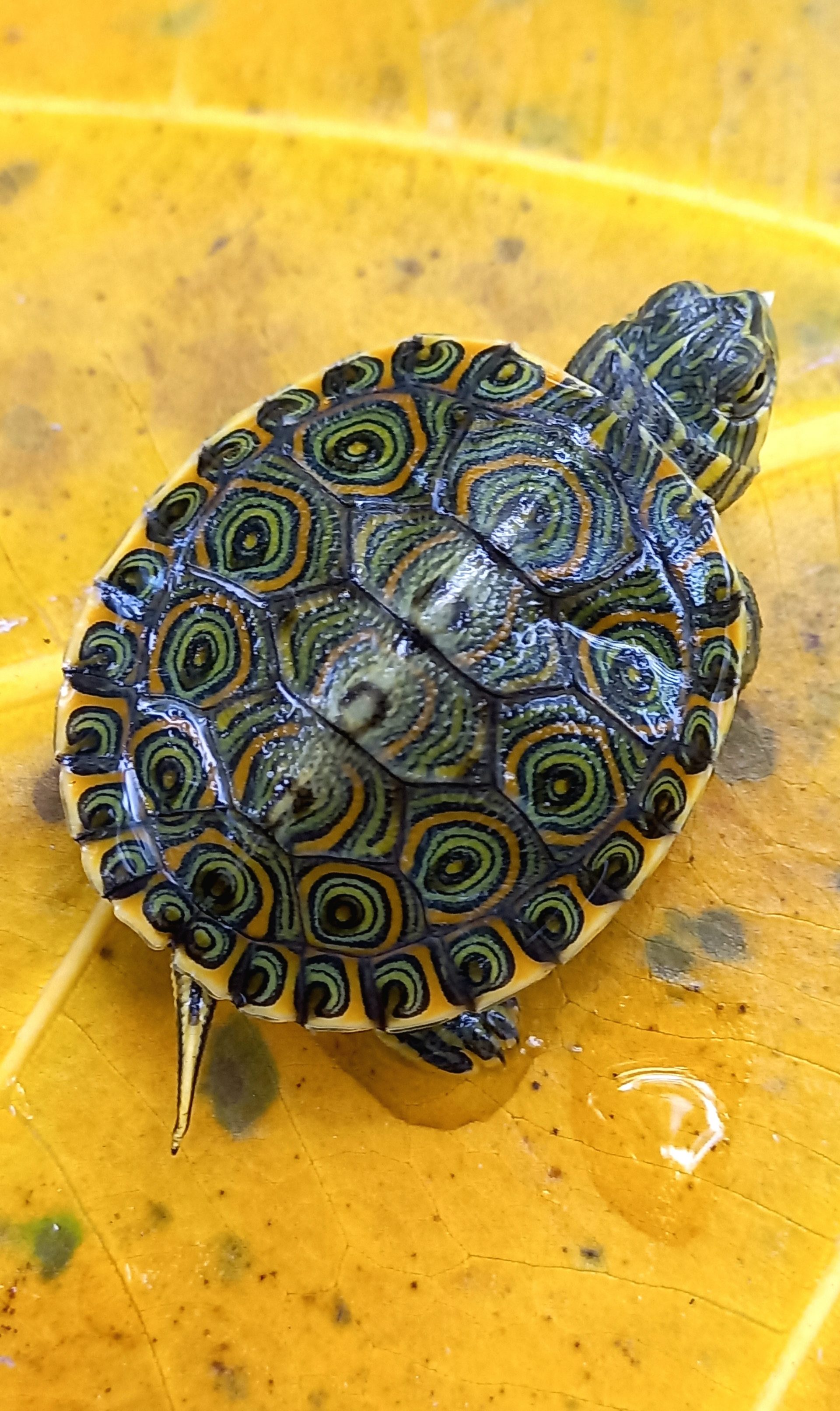 Meso-American Slider Turtle