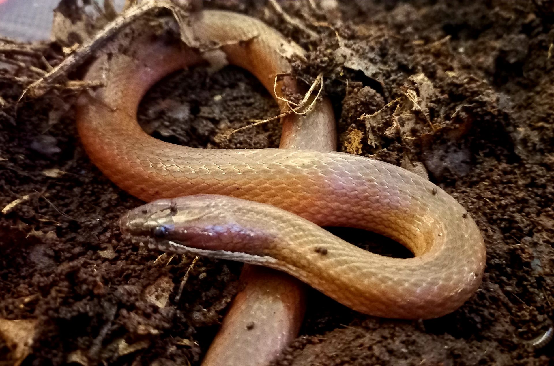 Two-spotted Snake