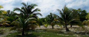 coconut trees