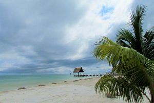 caribbean ocean, sandy beach, coconut tree