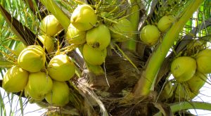 coconuts, coconut tree, Belize