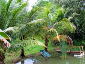 fish pond, coconut trees, boat