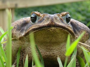 Maraine toad, amphibian