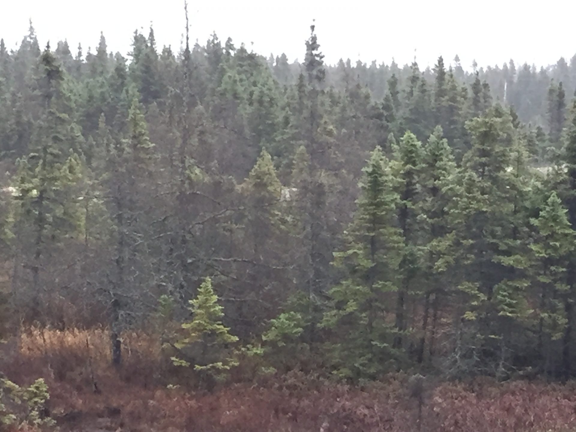 trees and forest on Newfoundland