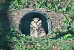 Burrowing owl at their center