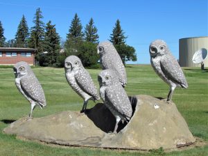 Burrowing owl public display