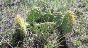 Prickley Pear Cactus