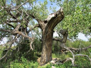 Cottonwood tree in Alberta
