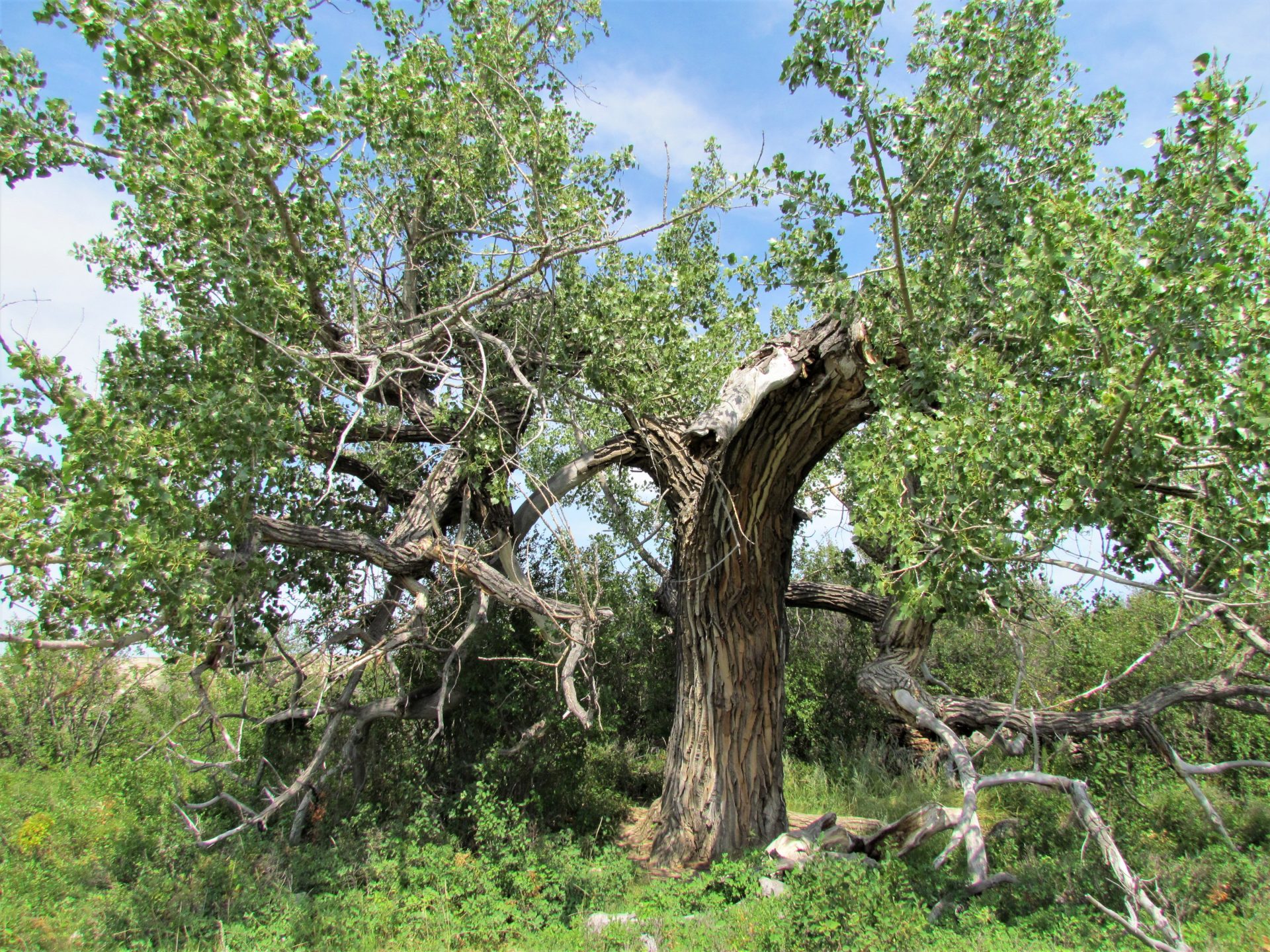 Cottonwood tree in Alberta