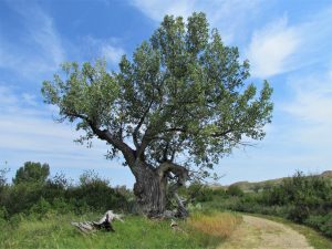 Cottonwood tree in Alberta