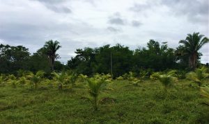 field of coconut trees