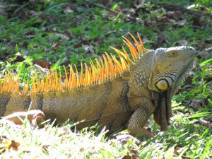 green iguana lizard reptile