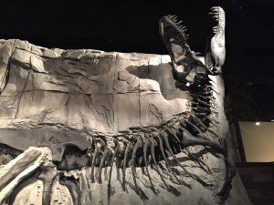 Royal Tyrrell Museum dinosaur fossil