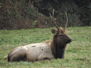 male Roosevlet elk lying down