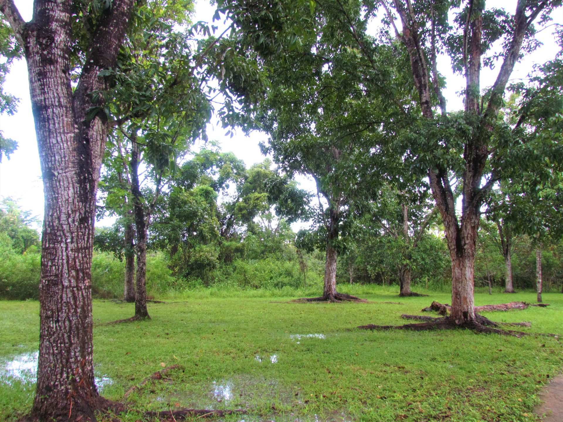 multiple mahogany trees in Belize