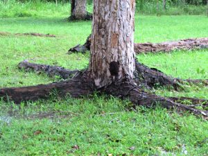 the base of a mahogany tree
