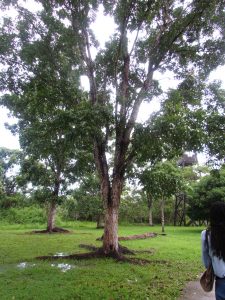 mahogany trees of Belize