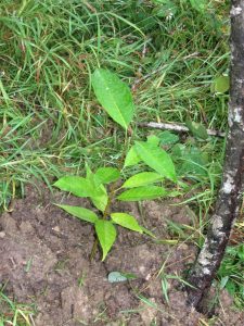 a seedling mahogany tree