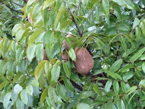 mahogany tree seed pod in Belize
