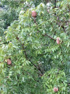 multiple mahogany tree seed pods in Belize