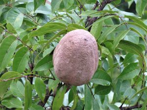 multiple mahogany tree seed pod in Belize