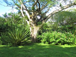 large tree, backyard garden