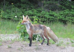 red fox in northern Ontario